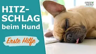 Hitzschlag beim Hund⚡ Was tun? ☀️ Symptome & Erste Hilfe