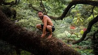 Je grimpe le plus grand Arbre des Antilles! (10 000m2)