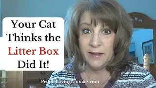 Your Cat Thinks the Litter Box Did It! #litterbox #litterboxavoidance #catlitterbox #catlitter