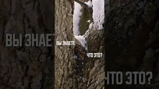 Мы нашли в лесу ЭТО, рогатку дятла!