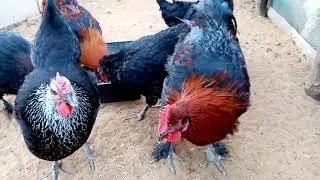 Знакомство с новой семьёй кур породы Маран черномедный!!!