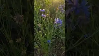 Цветы: поездка в сад