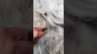 Как линяют кавказские овчарки