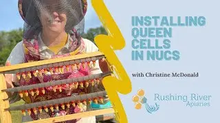 Installing Queen Cells that I Grafted into Nucs
