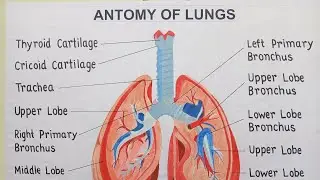 Anatomy of lungs | Human lungs | #lungs