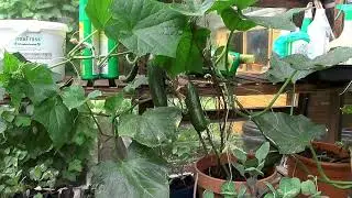 Growing Cucumbers in a greenhouse