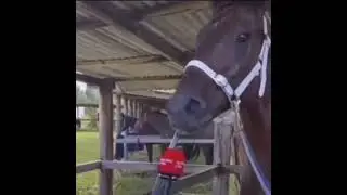 horse giving interview (anime dub)