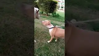 Pitbull And Pakistani Bully Mating |pitbull mating |pakistani bully mating