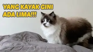 MEMBAGONGKAN! BANGUN TIDUR BARENG LIMA KUCING GEMBUL