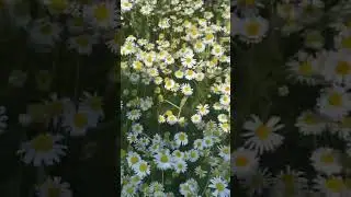 Лето