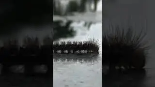 Lovely worm walking