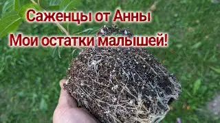 Метельчатые гортензии - черенкование 2024