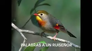 Palabras a un ruiseñor