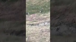 Волки нападают на корову . Как корова спасает телёнка .