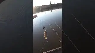 Сазан или карась? #рыбалка #fishing #shorts