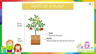 Parts of a Plant - Module 1.1 (Chapter 1 - Olympiad Class 4 Science)