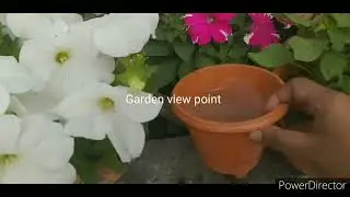 How to Grow petunia from seedling/ fartilizer for petunia/ Petunia flower plant care