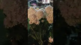 Вечерняя сказка #сад #розы #garden