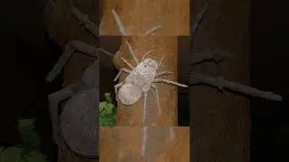Insectos que agradecerás que se hayan extinguido 😨🥶 #insectos #viral #informativo