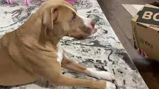 Barkbox October 2021 Double Deluxe Opening