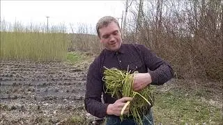 Пробую Лозинку на соковую ленту