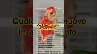 Qualcosa di nuovo in allevamento...