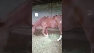 2 жаш  байтал.   0555 148080 Бишкек