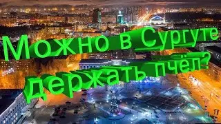 Профессор Кашковский: Возможно ли в Сургуте заниматься пчеловодством?