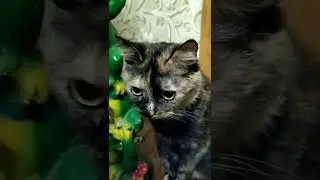 Ушик #shorts #хочуврек #популярное #catfunny