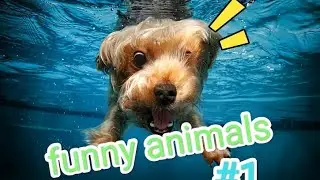 Funny animals caught on camera 🤣 part:1 #funnyanimals #funny #animals #smiling #relaxing