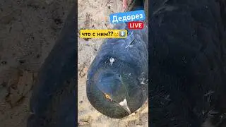 петушок контужен ☹️ 