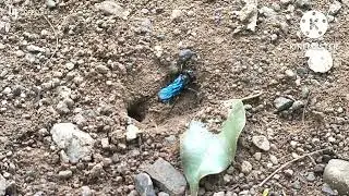 CHALYBION CALIFORNICUM | NORTH AMERICAN BLUE MUD WASP