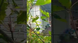 Дачка сайдингом сделана ...