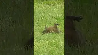 Woodchuck hunting- 40 yard crossbow poke!