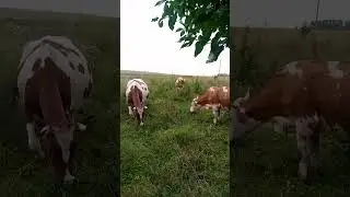 Всё смешалось, коровы, кони 🤭