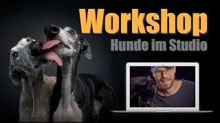 Workshop - Hunde im Studio fotografieren  - Hunde Fotografie