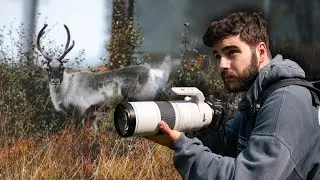 El MEJOR COMBO (cámara + objetivo) para EMPEZAR en FOTOGRAFIA de FAUNA 🦌 - RF 200-800mm