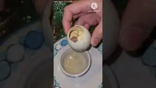 Balut Asmr / Balut Eating challenge #shorts