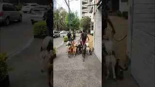 Тайны Выгула: Как Парень Управляет Целой Стаей Собак в Аргентине? 🐕😱