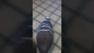 Покраска чучел