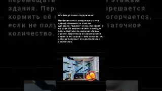 SCP-529 - Полукошка Джози