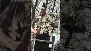 В Витебске возле частного дома Алексея Пирогова расцвела магнолия
