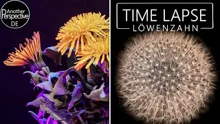Löwenzahn Time Lapse | 10 Tage Zeitraffer