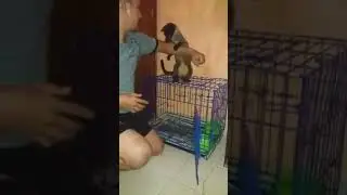Bermain bersama Musang Akar #shorts