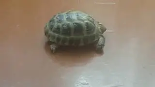 черепаха идёт к солнцу