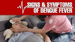 What are the Signs and Symptoms of Dengue Fever?