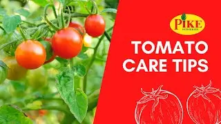 Care Tips for Tomatoes