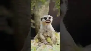 Похохочем?