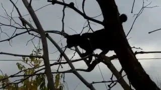 Bi in cima al giuggiolo!