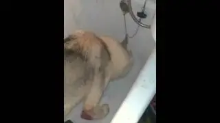 Собака в ванной